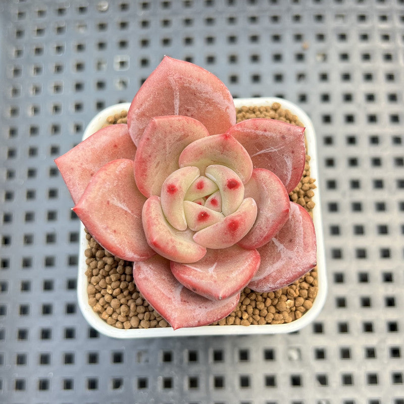 Echeveria Hybrid sp. 1"-2" Hand-Selected Clone (From Brotherly Farm) Succulent Plant Cutting