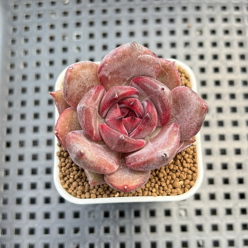 Echeveria Hybrid sp. 1"-2" Hand-Selected Clone (From Brotherly Farm) Succulent Plant Cutting