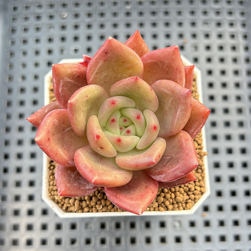 Echeveria Hybrid sp. 1"-2" Hand-Selected Clone (From Brotherly Farm) Succulent Plant Cutting