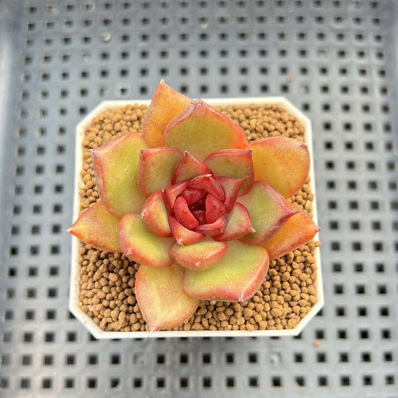 Echeveria Hybrid sp. 1"-2" Hand-Selected Clone (From Brotherly Farm) Succulent Plant Cutting