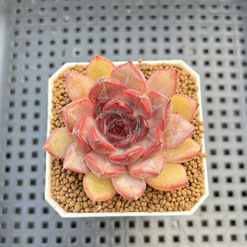 Echeveria Hybrid sp. 1"-2" Hand-Selected Clone (From Brotherly Farm) Succulent Plant Cutting