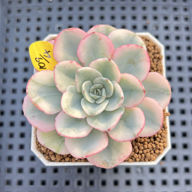 Echeveria 'Peaches & Cream' Variegated 2" Succulent Plant Cutting