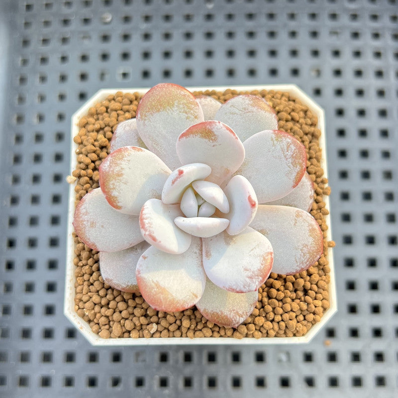 Echeveria Laui 1"-2" Succulent Plant Cutting