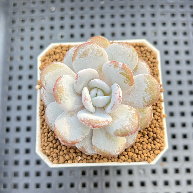 Echeveria Laui 1"-2" Succulent Plant Cutting