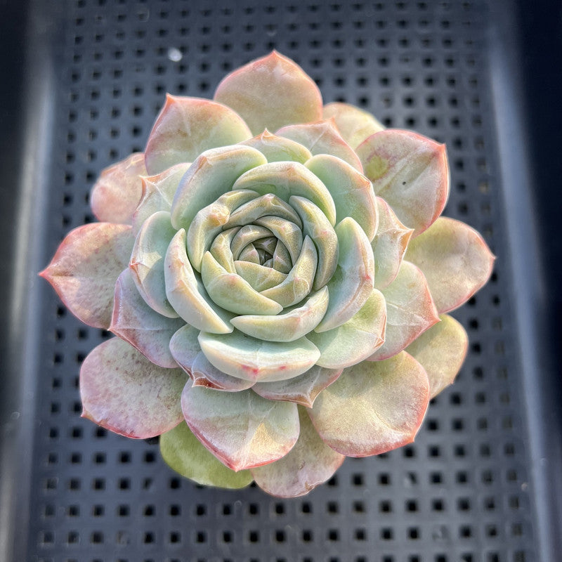Echeveria 'Lychee Powder' 2"-3" Succulent Plant