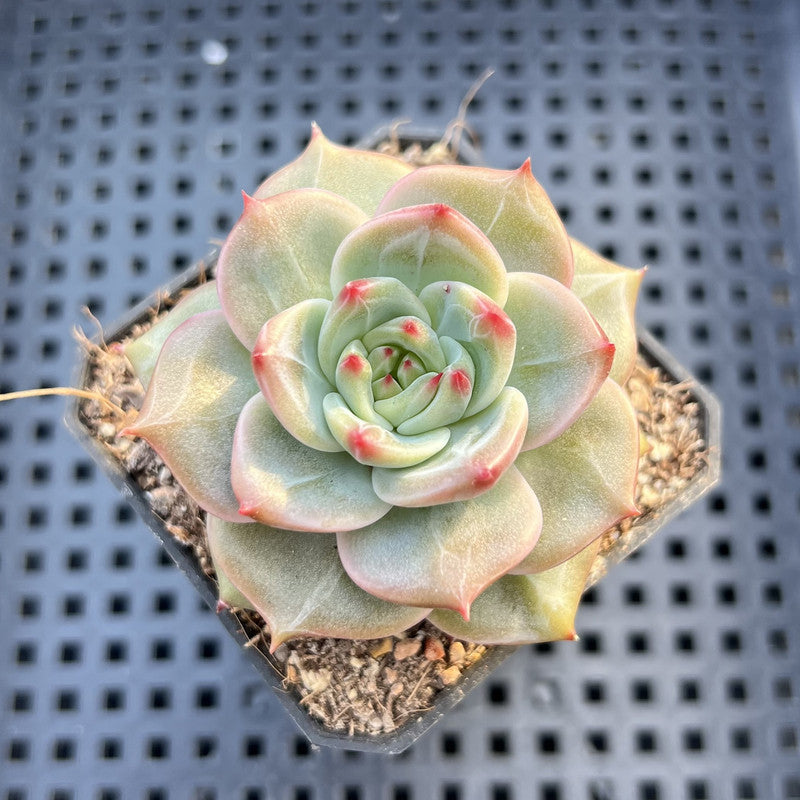 Echeveria 'Diamond Dragon' 2" (Red Dragon Variant) Succulent Plant