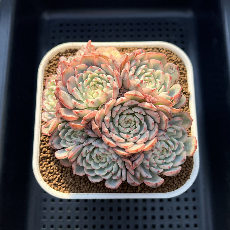 Echeveria 'Minima' Variegated 4" Cluster Succulent Plant Cutting