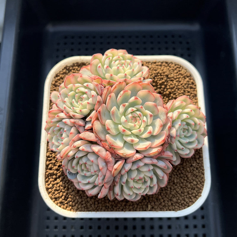 Echeveria 'Minima' Variegated 4" Cluster Succulent Plant Cutting