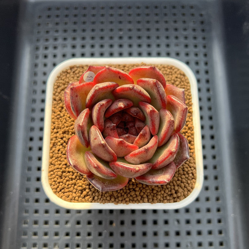 Echeveria 'Dark Pearl' 2"-3" Succulent Plant Cutting