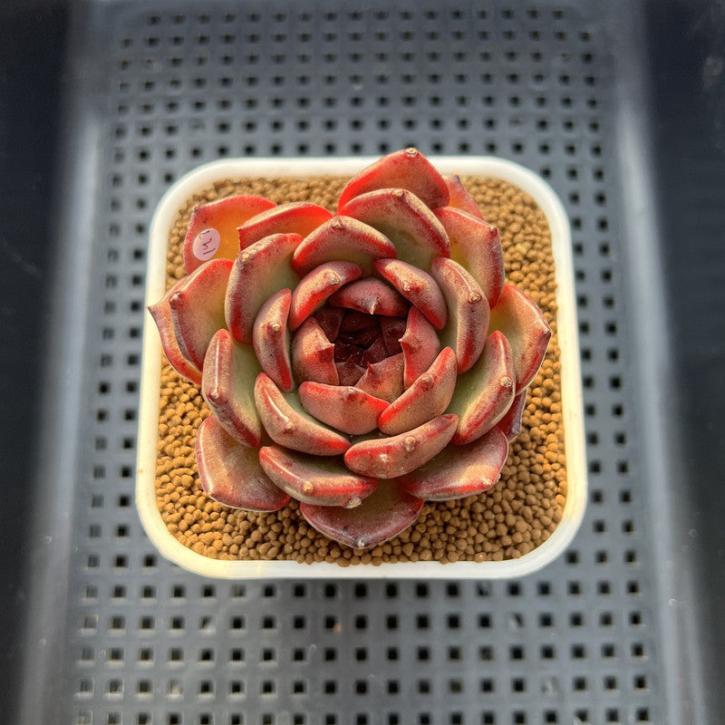 Echeveria 'Dark Pearl' 2"-3" Succulent Plant Cutting
