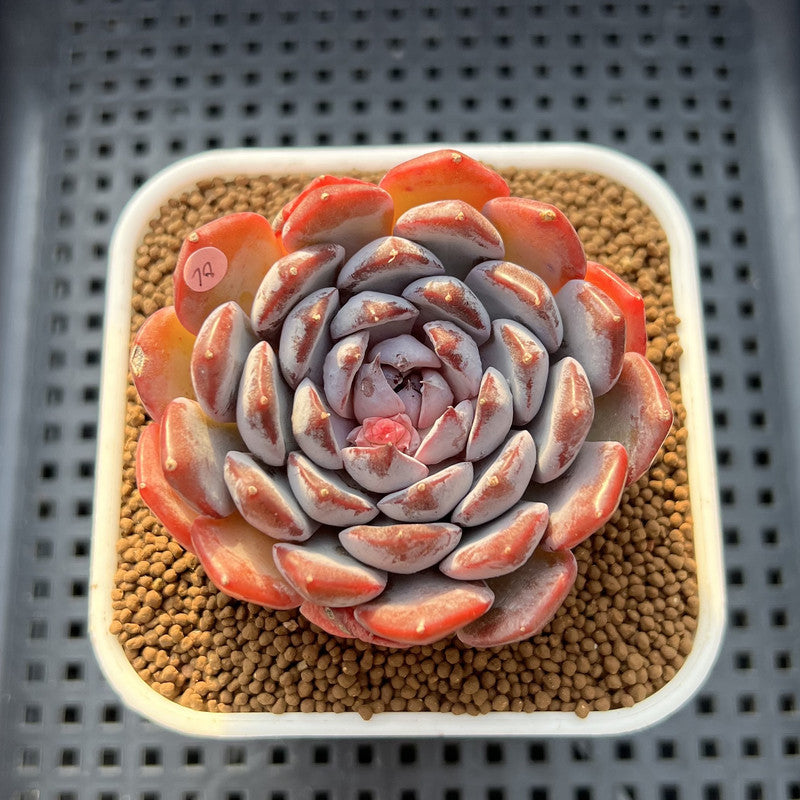 Echeveria 'Dark Horizon' 2"-3" Succulent Plant Cutting