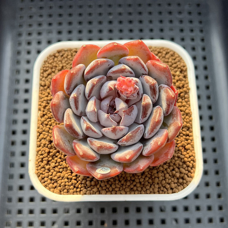 Echeveria 'Dark Horizon' 2"-3" Succulent Plant Cutting