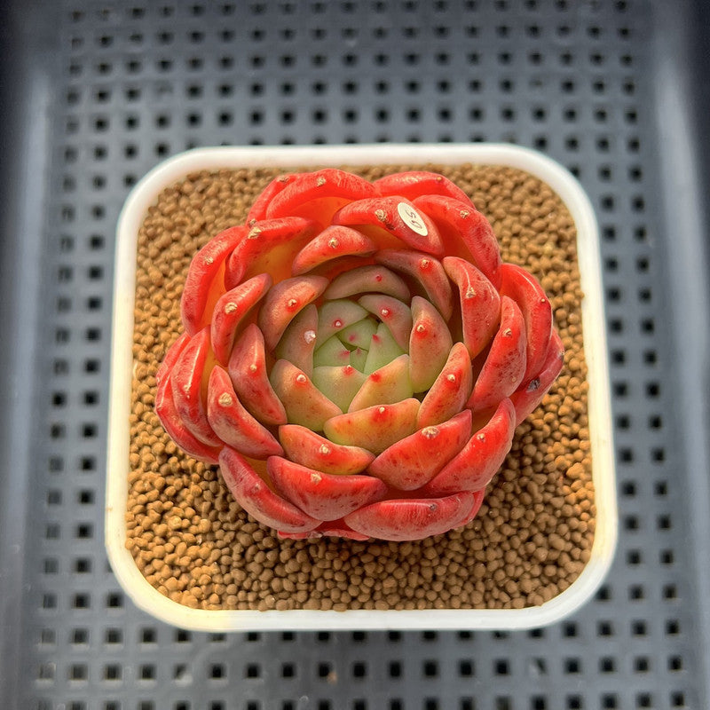 Echeveria 'My Boo' 2"-3" Succulent Plant Cutting