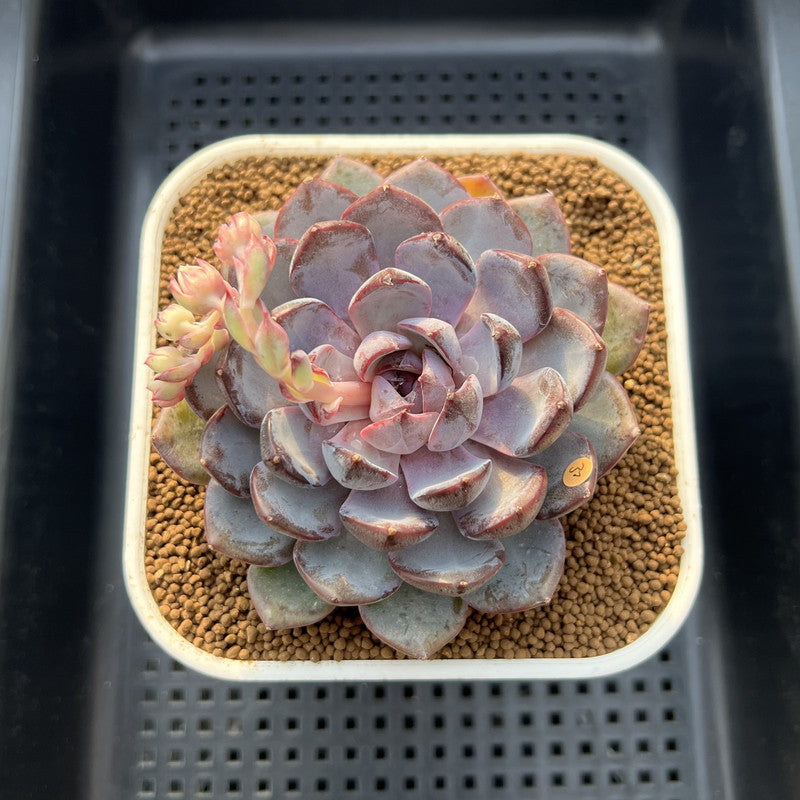 Echeveria 'Arabian Night' 3" Succulent Plant Cutting