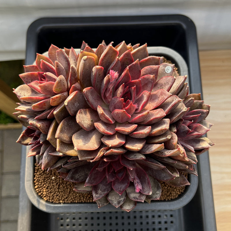 Echeveria 'Gorilla Monster' 5"-6" Extra Large Cluster Succulent Plant Cutting