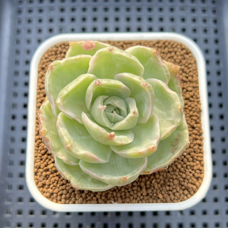 Echeveria 'Green Lake' Variegated 2" Succulent Plant Cutting