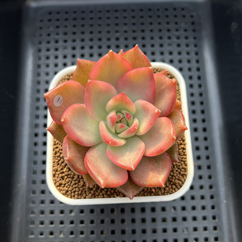 Echeveria Agavoides 'Chimera' Variegated 3" Succulent Plant Cutting