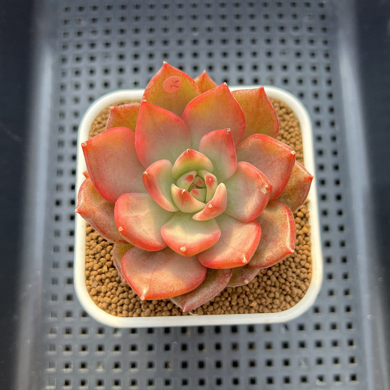 Echeveria Agavoides 'Chimera' Variegated 3" Succulent Plant Cutting