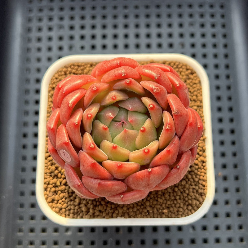 Echeveria 'Diamond Lover' 3" Succulent Plant Cutting