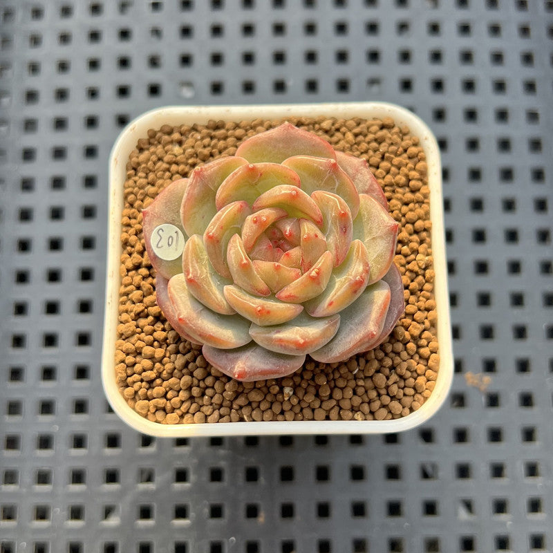 Echeveria 'Annie Rain' 1" Succulent Plant Cutting