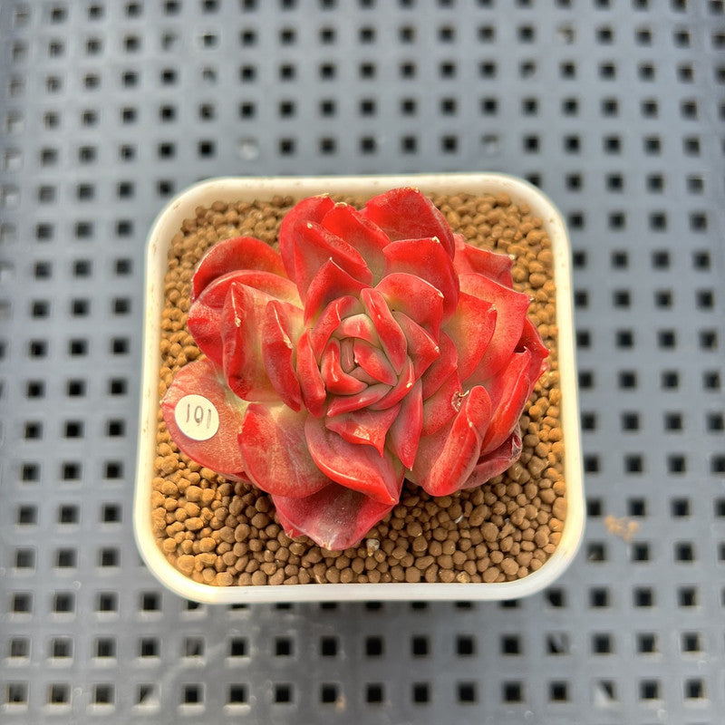 Echeveria 'Hannah' Variegated 1" Succulent Plant Cutting