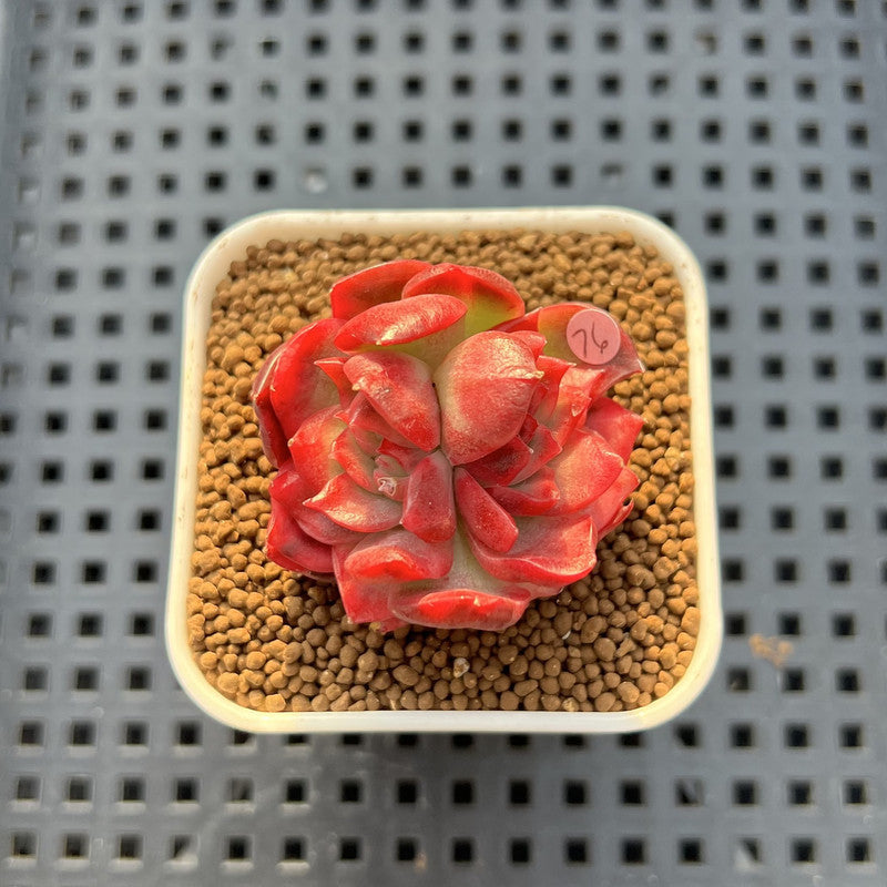 Echeveria 'Hannah' Variegated 1" Succulent Plant Cutting