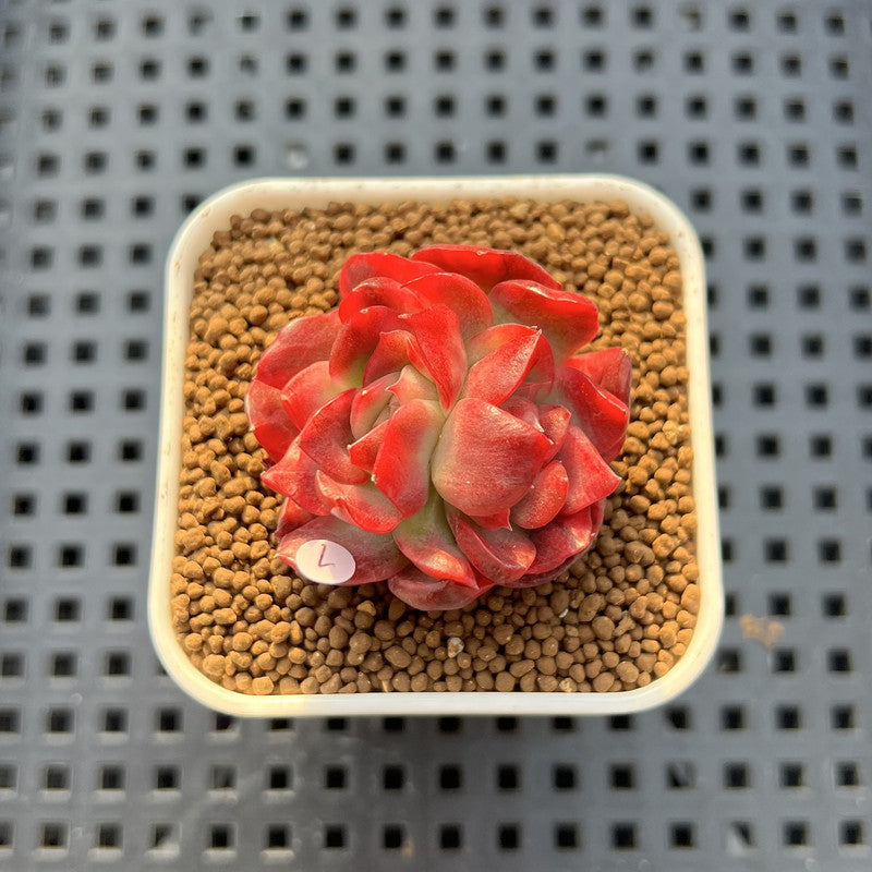 Echeveria 'Hannah' Variegated 1" Succulent Plant Cutting