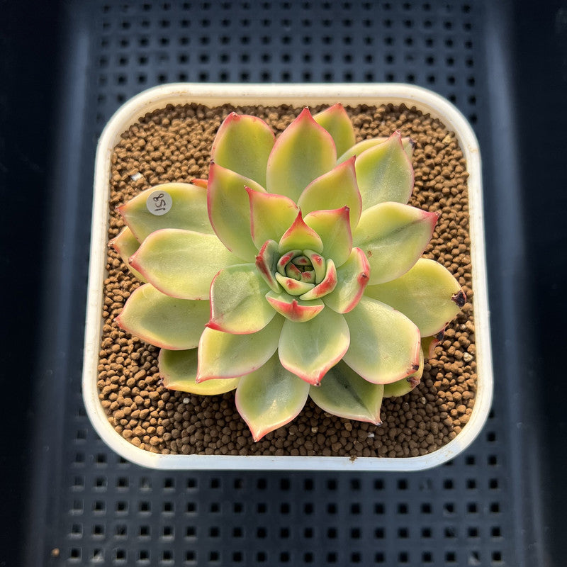 Echeveria Agavoides 'Peach Blossom' Variegated 2"-3" Succulent Plant Cutting