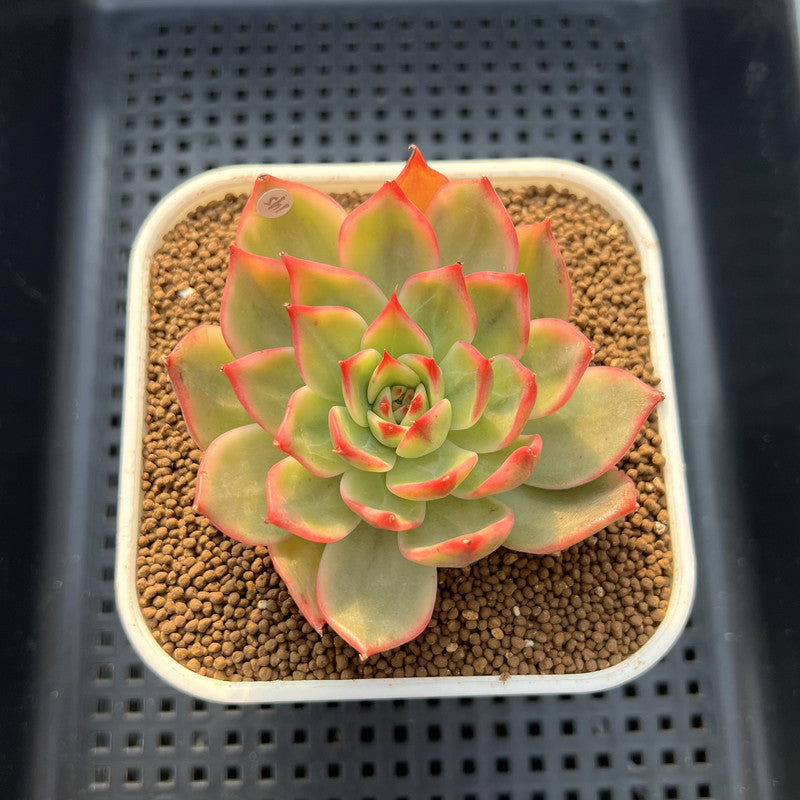 Echeveria Agavoides 'Peach Blossom' Variegated 2"-3" Succulent Plant Cutting