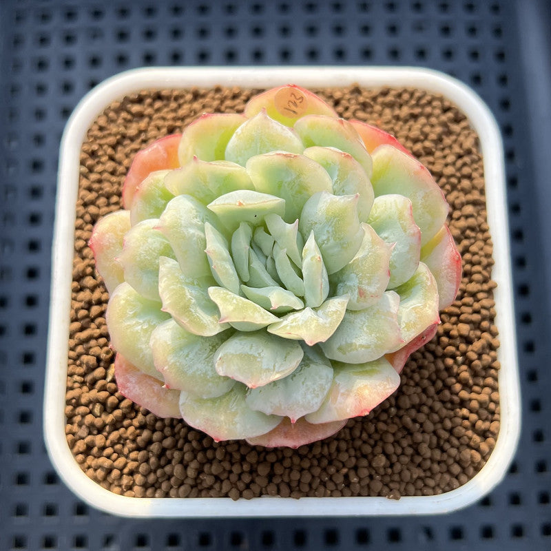 Echeveria 'Puffed Skirt' 2" Succulent Plant Cutting