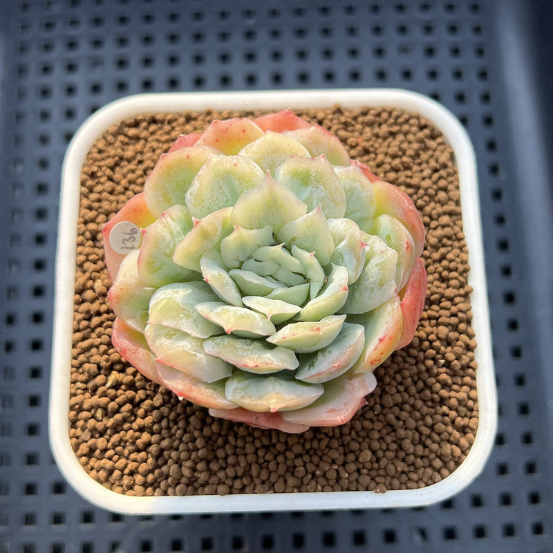 Echeveria 'Puffed Skirt' 2" Succulent Plant Cutting