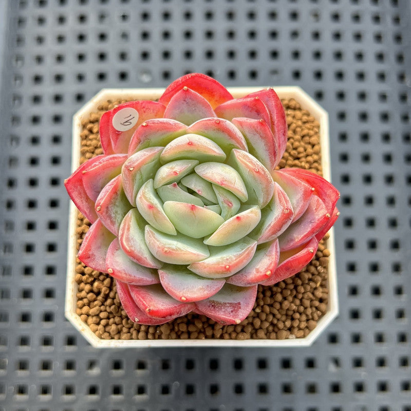 Echeveria 'Snow Melon' 2" Succulent Plant Cutting