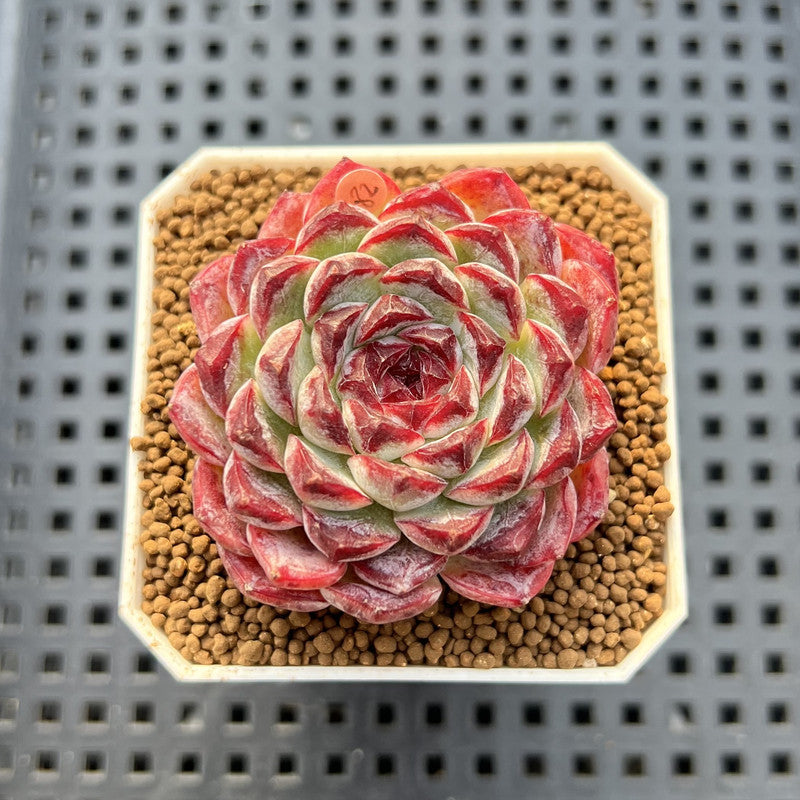 Echeveria 'Sunflower Treasure' 2" Succulent Plant Cutting