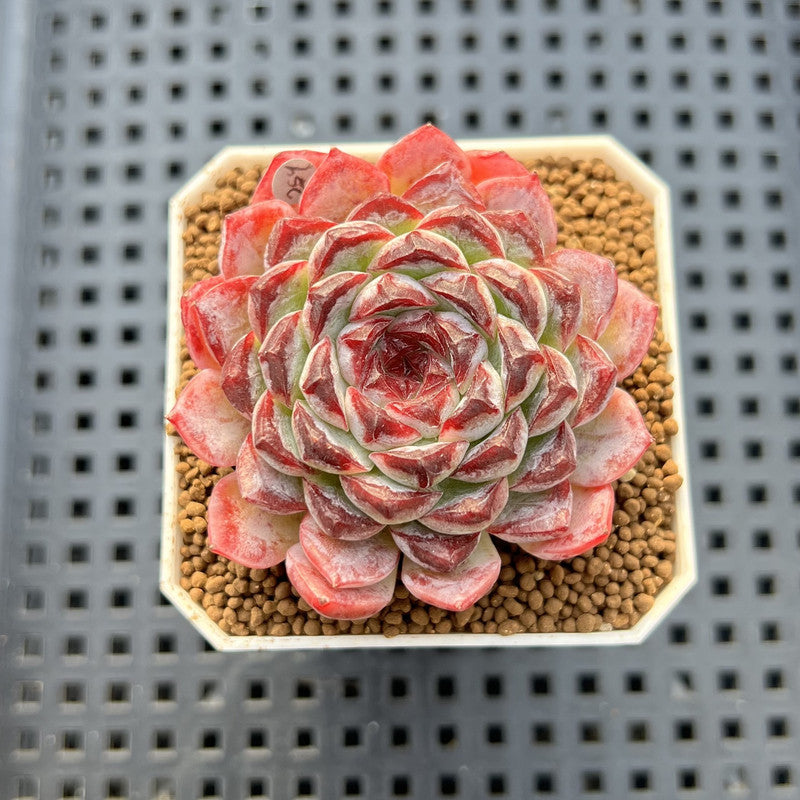 Echeveria 'Sunflower Treasure' 2" Succulent Plant Cutting