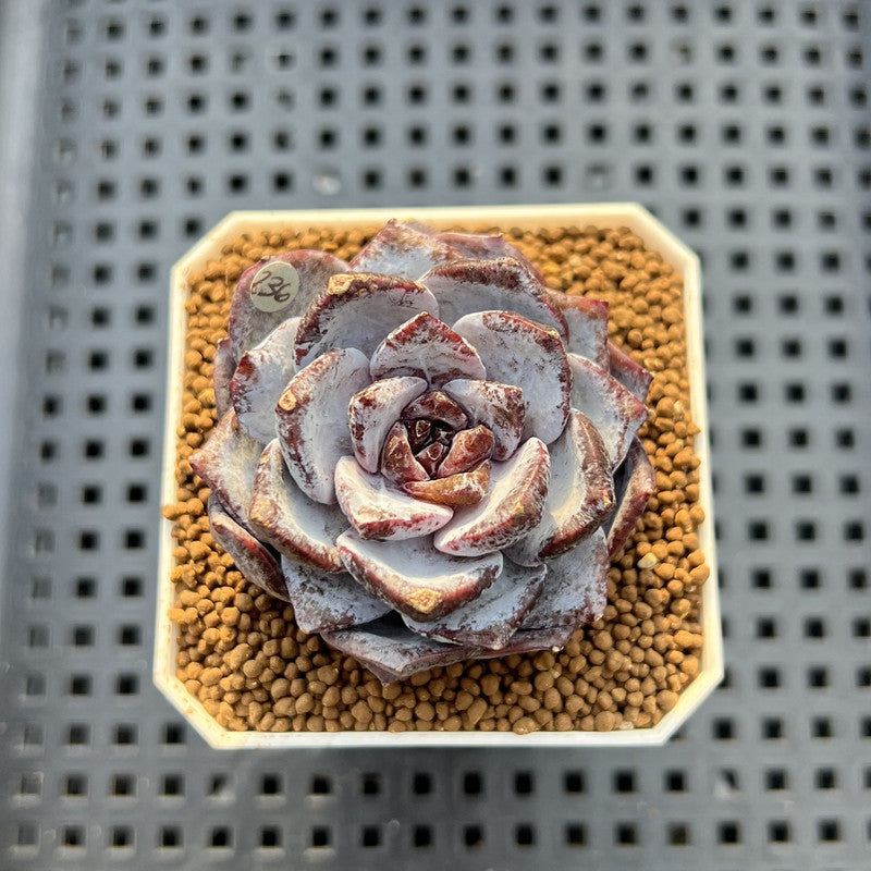 Echeveria 'Ocean Star' 2" Succulent Plant Cutting
