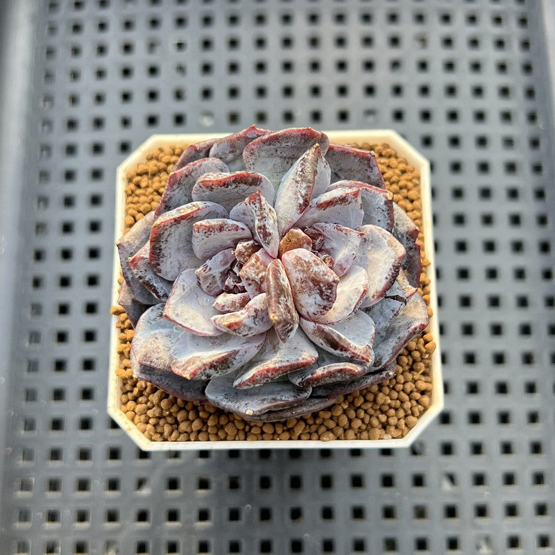 Echeveria 'Ocean Star' 2" Succulent Plant Cutting