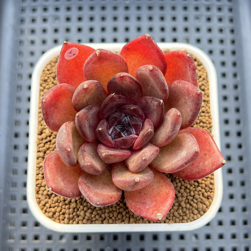Echeveria 'Black Turtle-Snake' 2" Succulent Plant Cutting