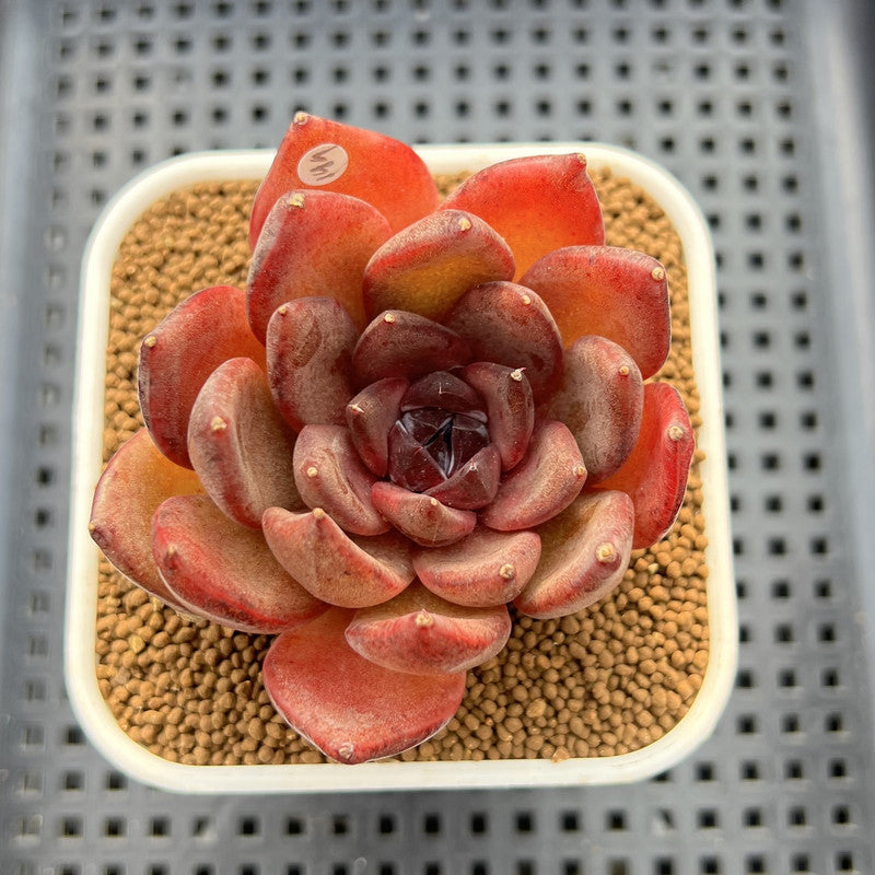 Echeveria 'Black Turtle-Snake' 2" Succulent Plant Cutting