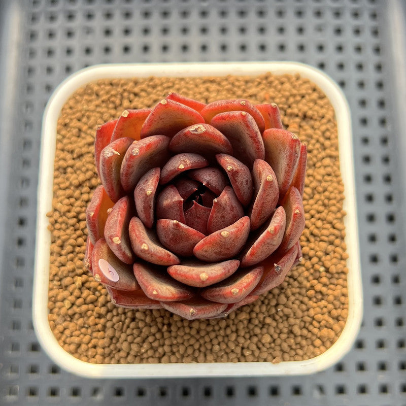 Echeveria 'Black Fox' 2"-3" Succulent Plant Cutting