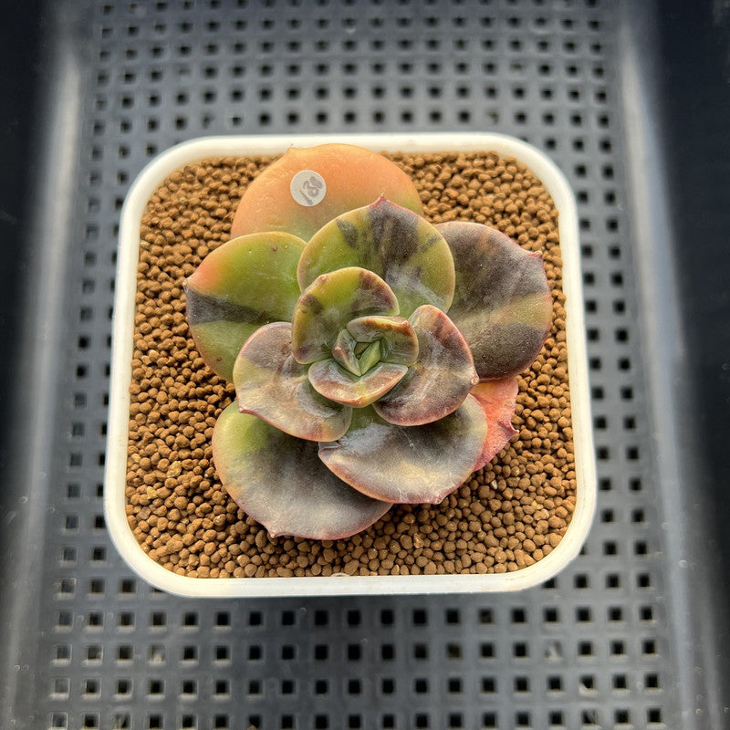 Echeveria 'Blue Metal' Variegated 2" Succulent Plant Cutting