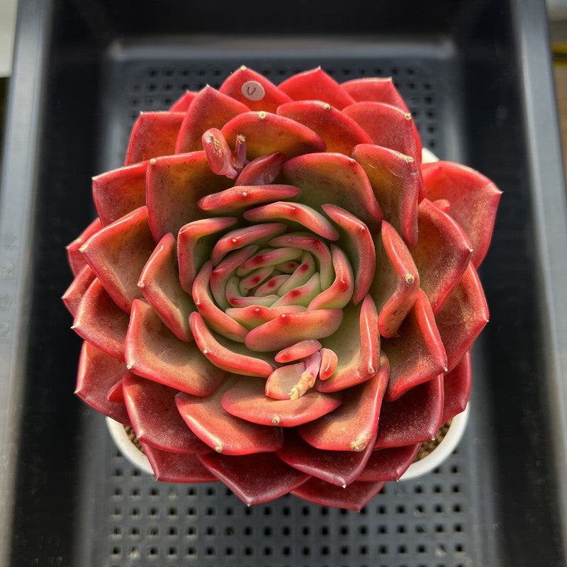 Echeveria 'Red Spider Lily' 5" Large Succulent Plant Cutting
