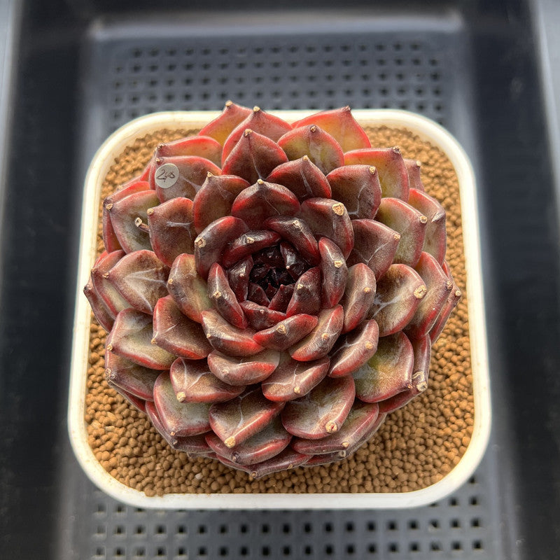 Echeveria 'Dark Jasmine' 4"-5" Succulent Plant Cutting