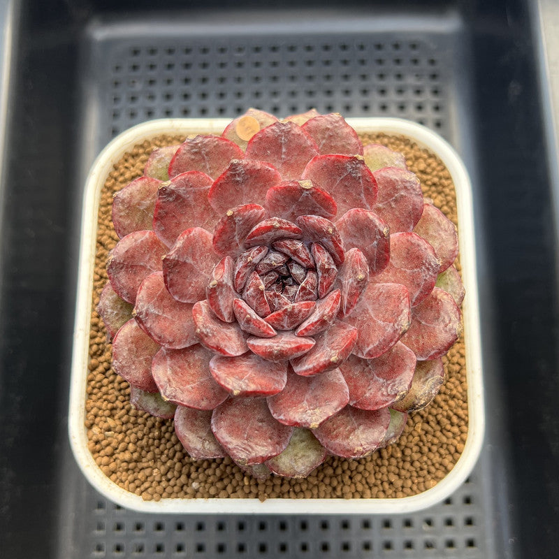 Echeveria 'Dark Jewel' 4"-5" Large Succulent Plant Cutting