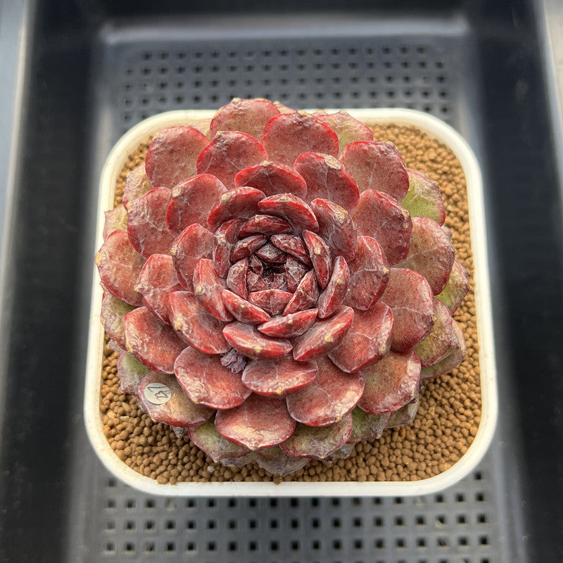 Echeveria 'Dark Jewel' 4"-5" Large Succulent Plant Cutting