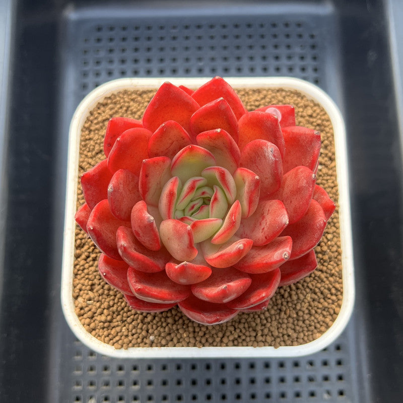 Echeveria 'Lantern' 4" Large Succulent Plant Cutting