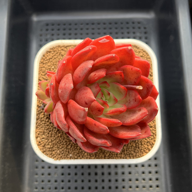 Echeveria 'Lantern' 4" Large Succulent Plant Cutting