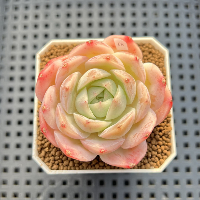 Echeveria 'Magic Jar' 2" Succulent Plant Cutting