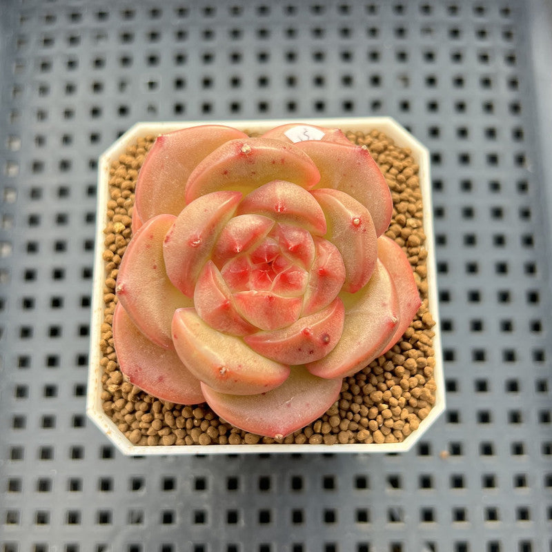 Echeveria 'Orange Q' 2" Succulent Plant Cutting