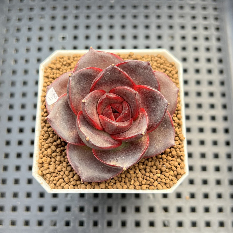 Echeveria 'Glowing Rose' 2" Succulent Plant Cutting