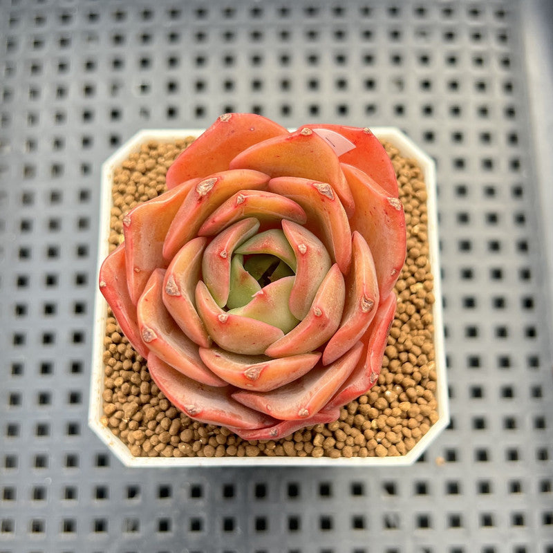 Echeveria 'Butterfly Puff' 2" Succulent Plant Cutting